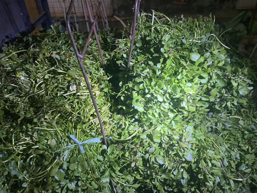 現(xiàn)有西洋菜種苗大量出售旱改水優(yōu)選！