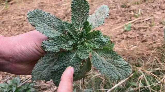 鄱阳县癞蛤蟆草种苗 荔枝草种苗 蛤蟆草种植