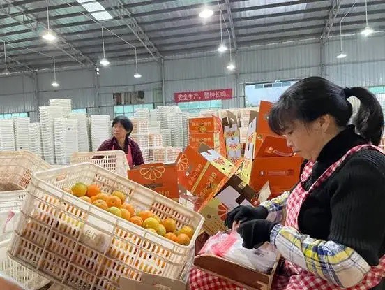 赣州赣南脐橙 电商 微商供应链 批发 代加工 一件代发