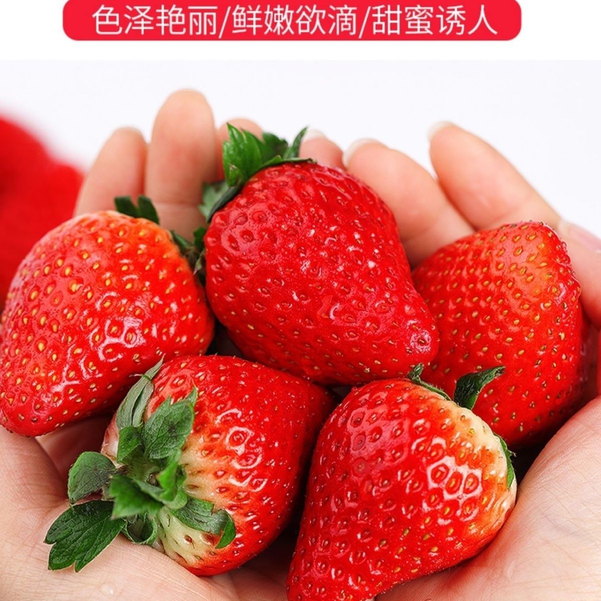 广西草莓上市商用提供kTV奶茶店高档歺厅现采发售