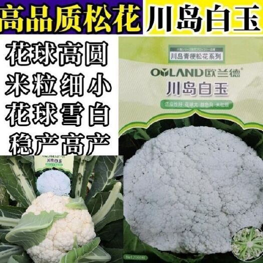 松花菜种子川岛白玉松花菜春秋两用花球大颜色白米粒细花椰菜种子