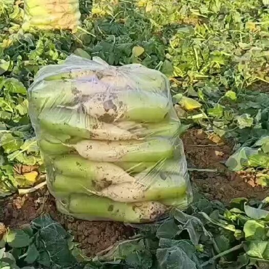襄樊襄阳露头青萝卜，口感脆甜，无空心，市场货，电商，超市供应中