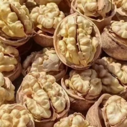 中牟县新疆185纸皮核桃批发价格优惠保证质量年销上千吨