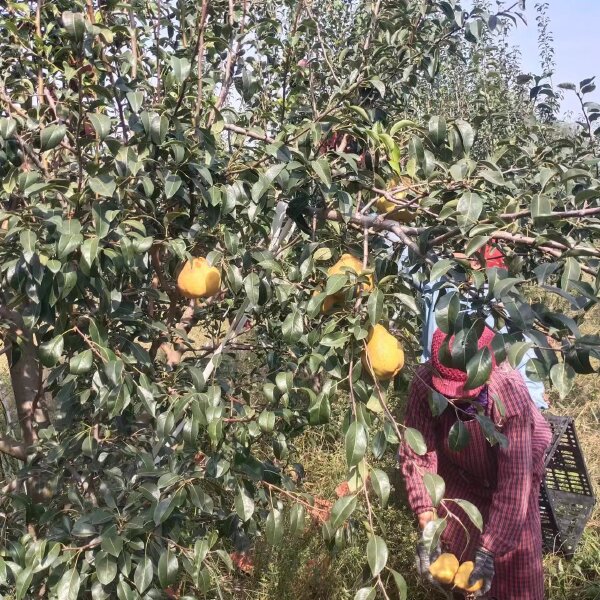 山东菏泽梨园种植基地丑梨