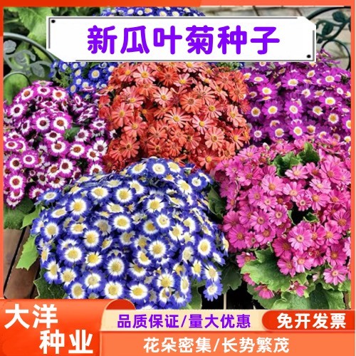 长沙瓜叶菊种子四季种植庭院室内阳台盆栽花海园林景观花卉瓜叶菊花卉