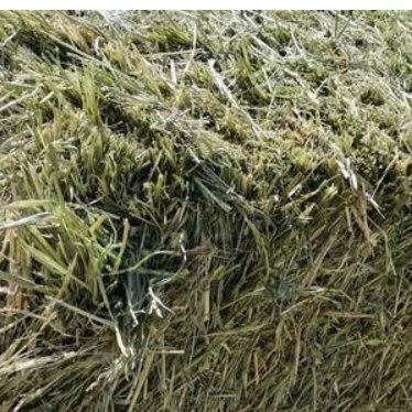 康保县康保燕麦饲草，现货出售1.7万吨。