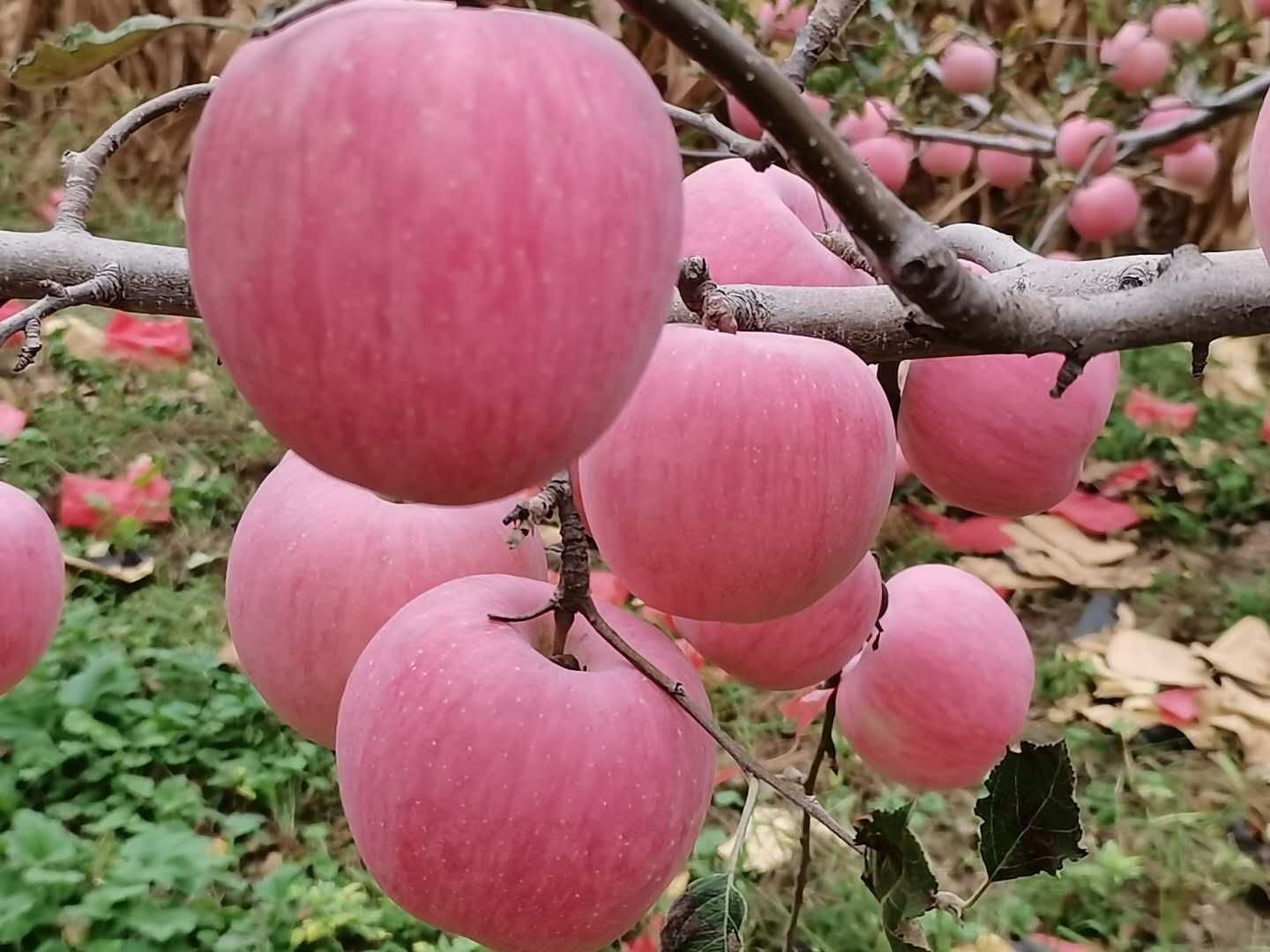 陕西白水县红富士