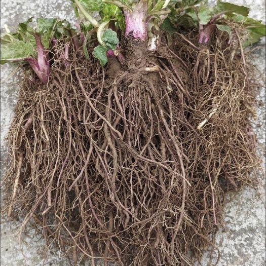 郓城县大叶蛋白菊 华夏神菊 教授菊种苗