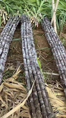 广州广州南沙甘蔗