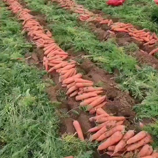 察右中旗红萝卜