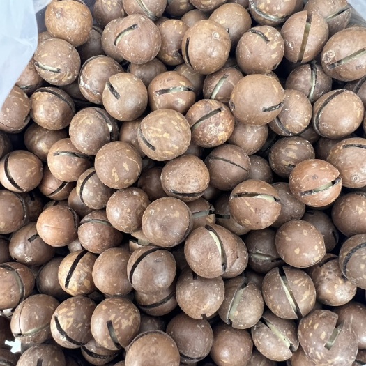 重庆市手捏夏威夷特大果 奶香味 一件代发