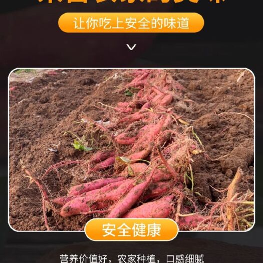 临猗县红薯-秦薯5号