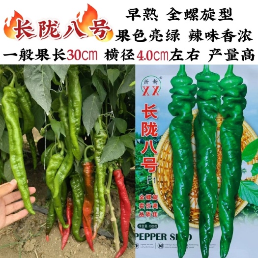 沭阳县萧新长陇八号辣椒种子全螺型辣椒早熟亮绿产量高结力强螺丝椒种子