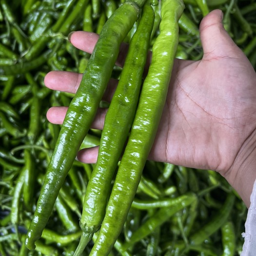 夏邑县湘新55号辣椒薄皮辣椒