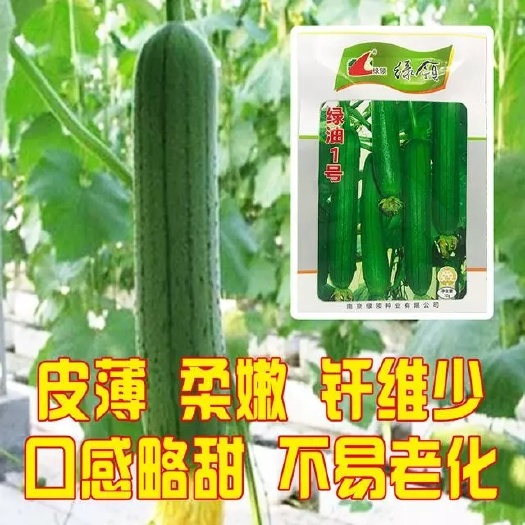 沭阳县丝瓜种子 绿领绿油1号早熟果皮油亮深绿色肉质细嫩纤维少囗感略