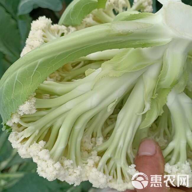 青梗白面松花菜，货源充足，现采现摘，一手货源，产地直发。