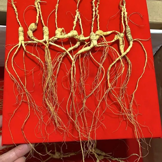 抚松县长白山林下参，籽货，产地直销，可泡酒，煲汤，泡水，无药物残留