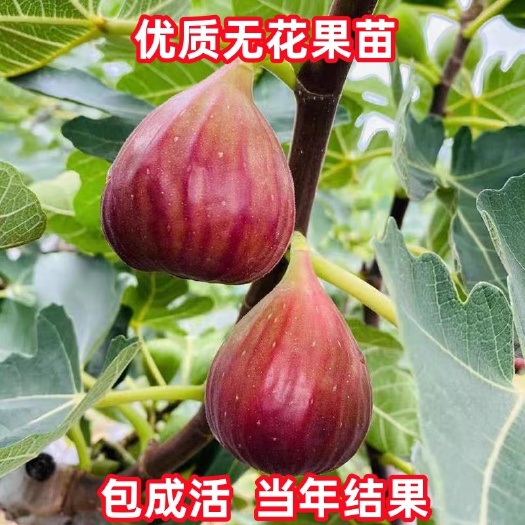 平邑县无花果树苗波姬红无花果苗保品种南北方种植盆栽地栽苗保湿苗发货