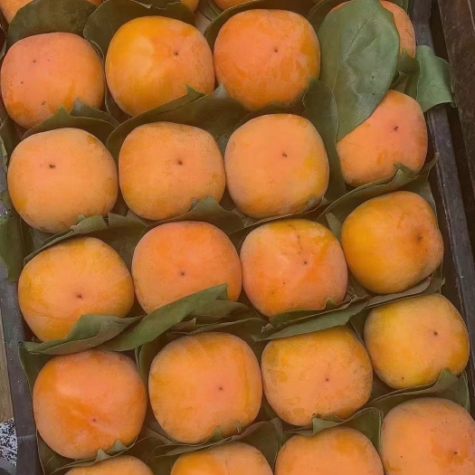 磨盘柿，大冻柿子，大山里的正宗一手货源，货源冲足