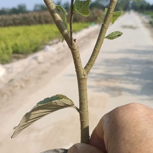 纤插苗营养杯金叶榆