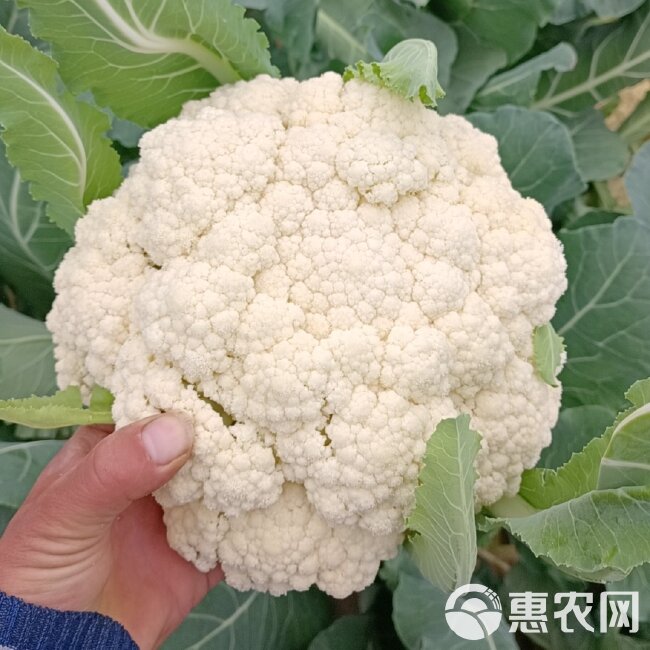 青梗白面松花菜，货源充足，现采现摘，一手货源，产地直发。