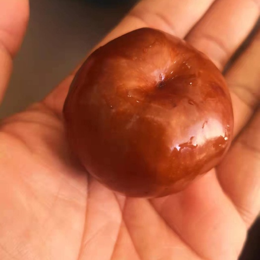 泰安蟠枣苗