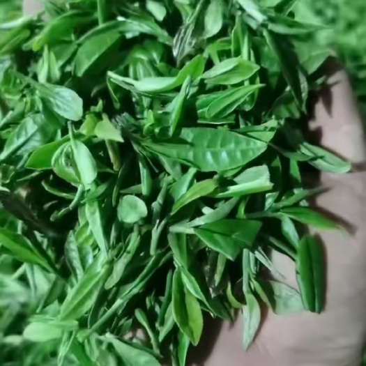 日照晚秋细绿茶～寒露后日照绿茶一芽一叶，滋味醇厚汤色清澈回甘好