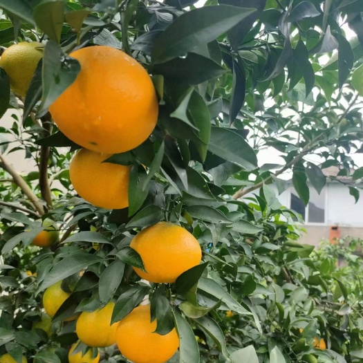 仁寿县爱媛果冻橙
