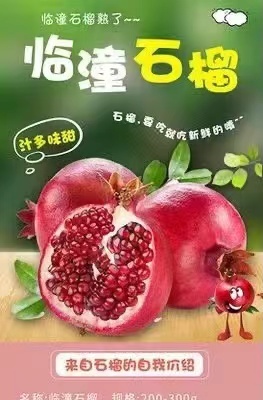 铁炉红石榴上线了，这两天刚卸货，来的早可以去园里卸哦