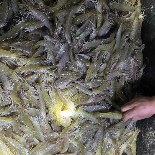 威海市文登区露天南美白养殖户