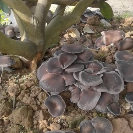 扬州香秀菇，量大质优，对接市场超市，食堂单位，物流很快，信誉至上