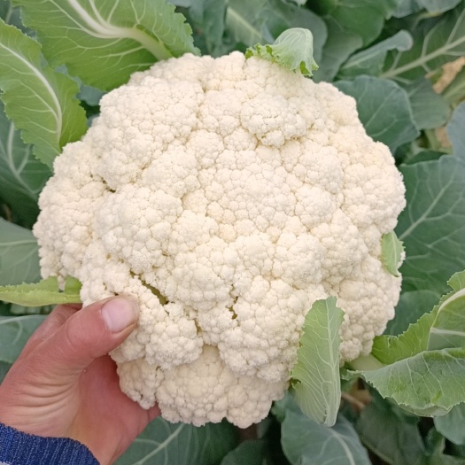 沛县青梗白面松花菜，货源充足，现采现摘，一手货源，产地直发。