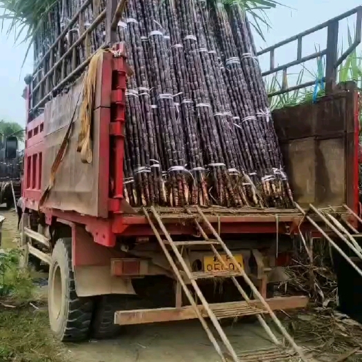 广西龙州甘蔗，颜色好甜度够，节巴好，