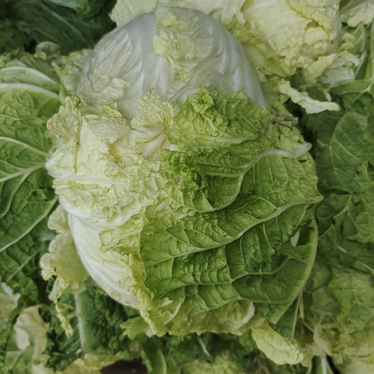 哈尔滨白菜黄心菜