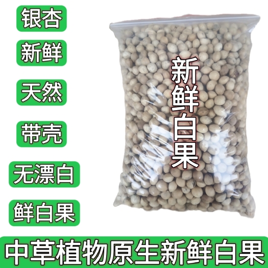 盐津县草本银杏村散装生果古树糯白果银杏果新鲜天然无硫无漂白鲜白果