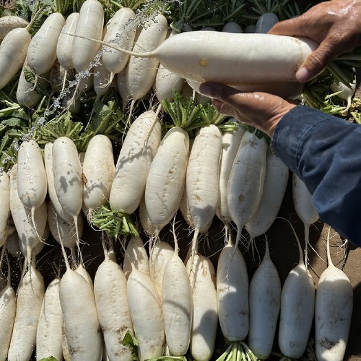 银川300亩白萝卜种植基地，开始出售精品白萝卜。