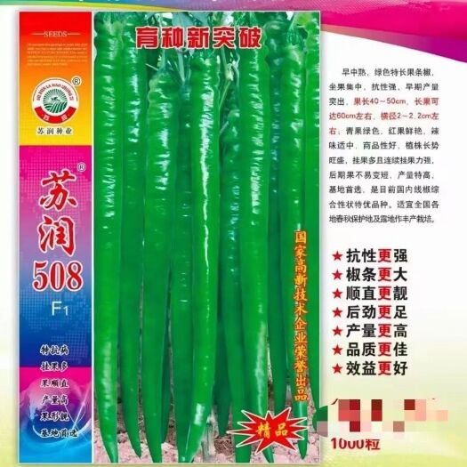 沭阳县苏润508辣椒种子粒线椒高端品种抗病口感好采收基地专用品种