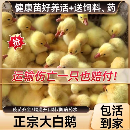 灌南县杂交大种鹅苗批发 三花鹅苗 浙东白鹅苗 皖杂鹅苗 大白鲨鹅