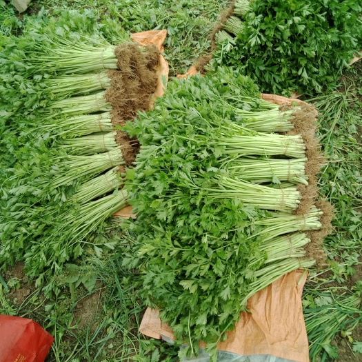 怀远县芹菜