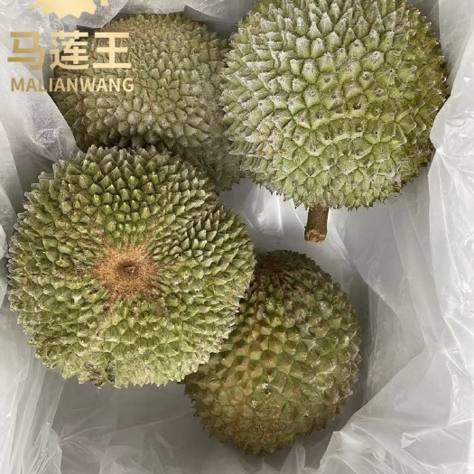 广州黑刺