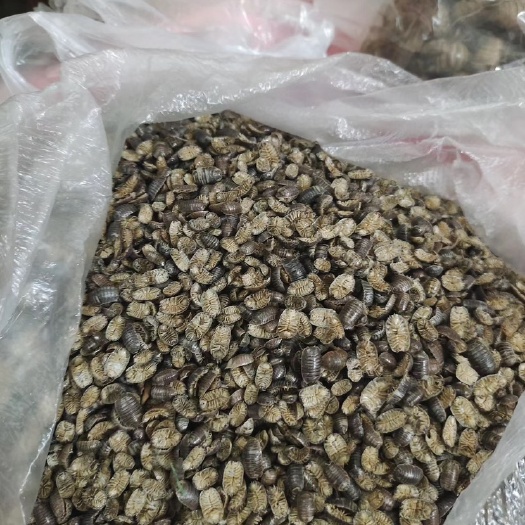 单县鼠妇虫西瓜虫