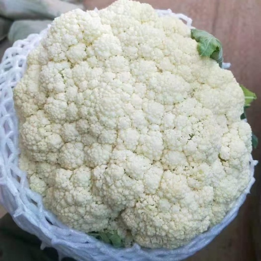 邯郸本地有机花，