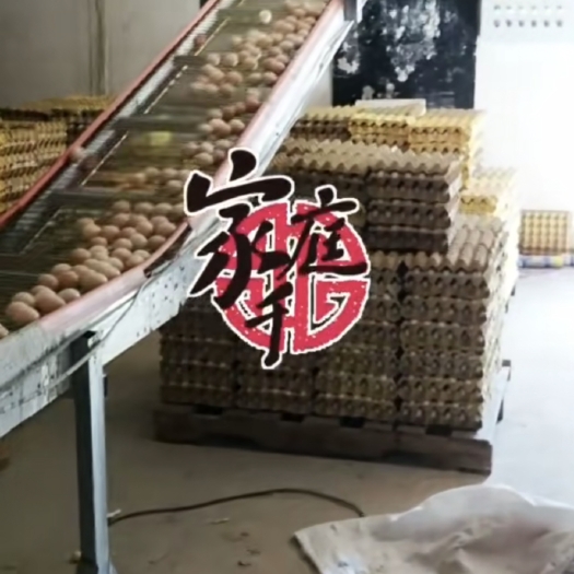 神木市38-39斤粉壳双色鸡蛋质量特好