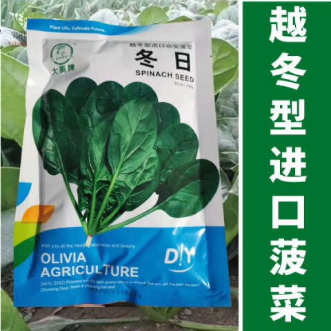 冬日越冬型杂交菠菜种子圆叶肥厚菠菜种籽抗病春秋型大田种孑