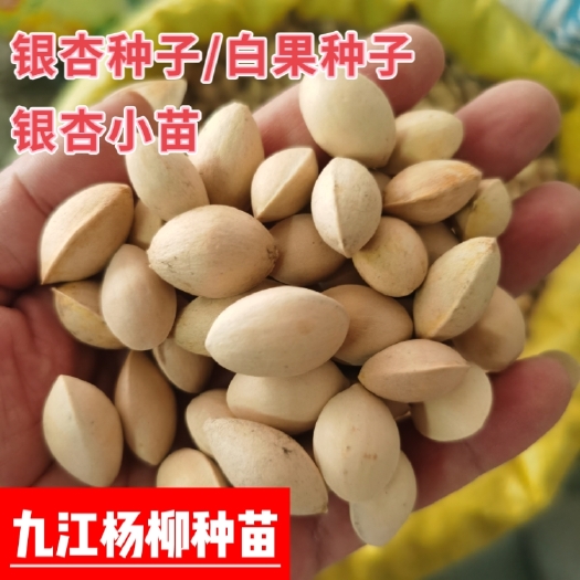 银杏种子 银杏树种子价格 落叶乔木 银杏种子实图展示