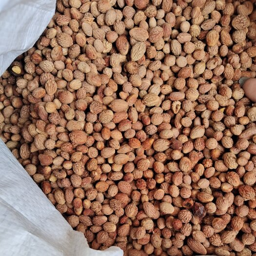 天津酸枣核  枣仁饱满 高品质