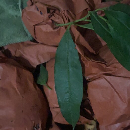 阜南县又大又甜的冬桃