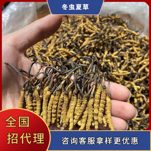 广州虫草精选足干【包邮】颜色金黄 菌香味浓2条1克、3条1克