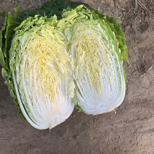 夏邑县翠龙秋晓