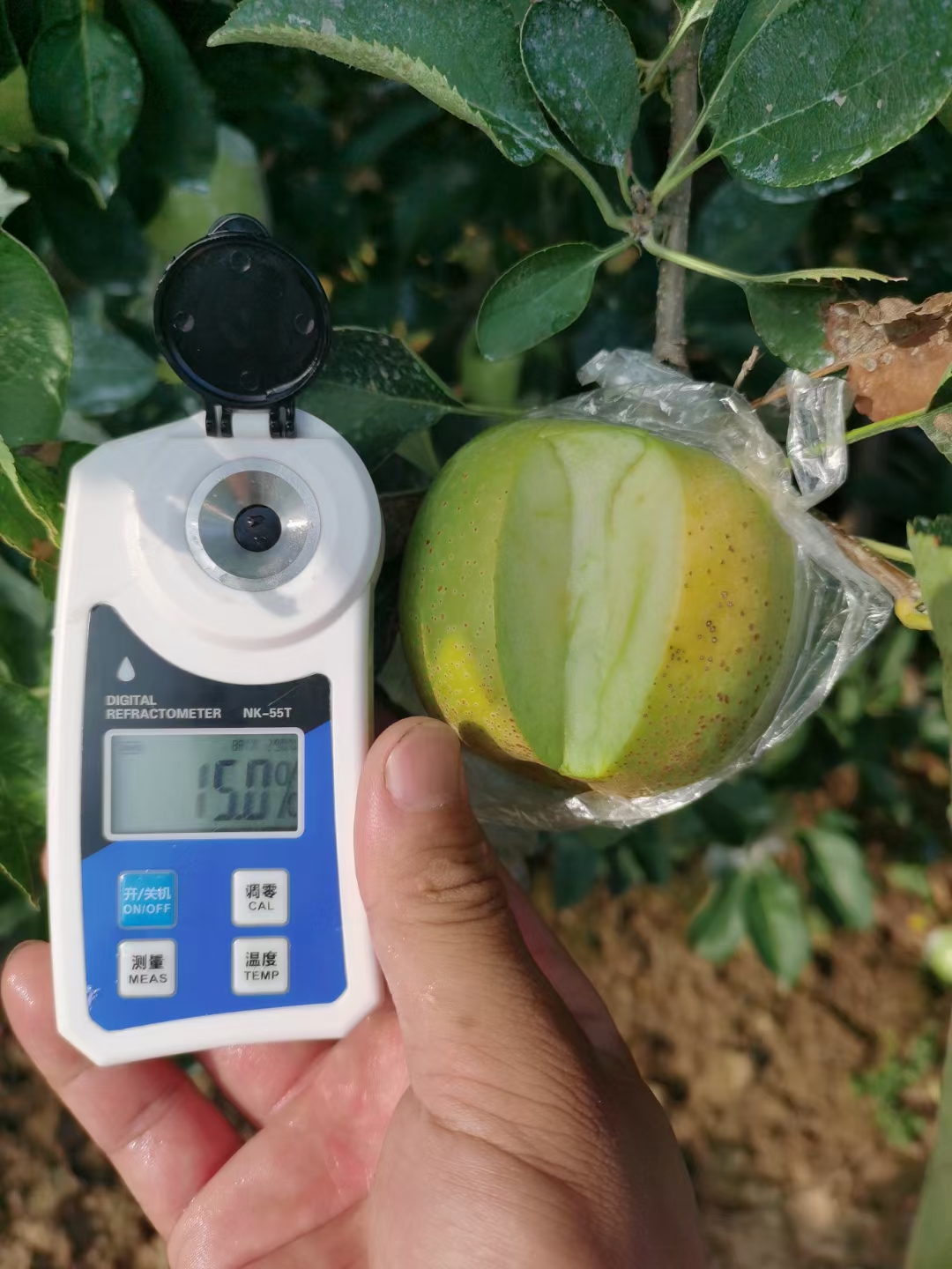 青森王林苹果，水蜜桃类青苹果，纯甜无酸，脆甜，量大优惠